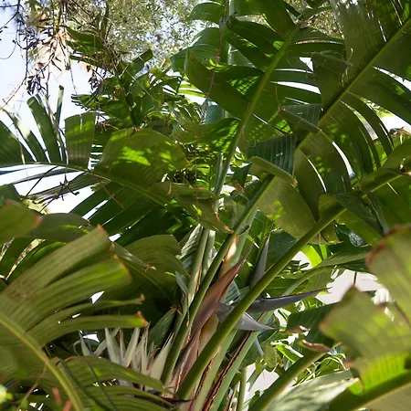 Mare - A Jungle Retreat