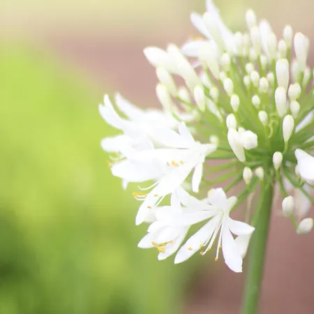 Mare - A Jungle Retreat 3* טרופאה