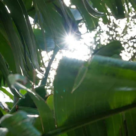 Mare - A Jungle Retreat *