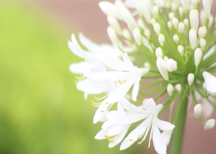 Mare Boutique 3* Тропея